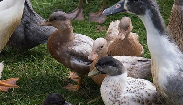 Five domestic ducks and a hen in Masaka were also infected