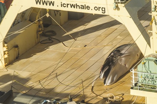 This photo taken and released by activist group Sea Shepherd Global yesterday shows an image taken from a helicopter of a protected minke whale onboard the Nisshin Maru, part of the Japanese whaling fleet, at sea in Antarctic waters.