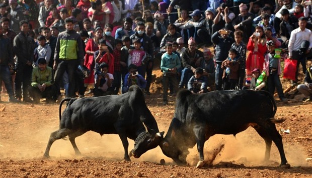 Nepalese spectators watch a bullfight during the Maghesangranti Festival in Taraka