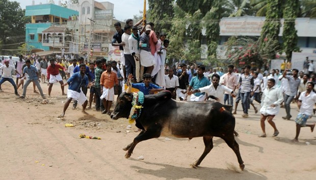 Jallikattu, an annual bull fighting ritual, on the outskirts of Madurai