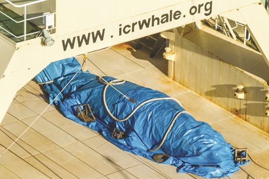 A photo released by Sea Shepherd Global shows a protected minke whale onboard the Nisshin Maru, covered with a tarp, at sea in Antarctic waters.