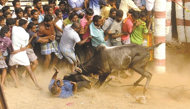 A bull knocks down a man as it charges through a crowd of participants and bystanders during Jallikattu, an annual bull fighting ritual, in Alanganallur yesterday.