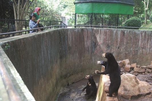 Visitors take photos of sun bears at a zoo in Bandung.
