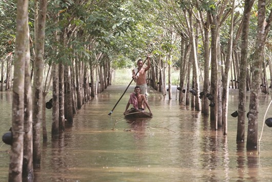 Phon Tongmak, a rubber tree farmer (back), rows a boat in floodwaters in his rubber plantation with his friend at Cha-uat district in Nakhon Si Thammarat Province, southern Thailand.