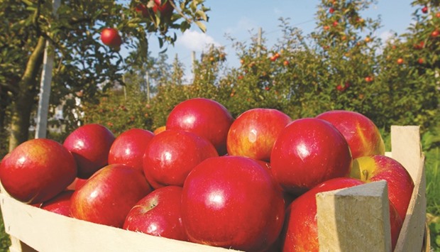 Fresh red apples in an orchard.