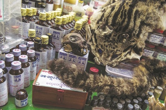 A skin, skull and tail of a rare wild cat is seen displayed for sale at a shop in Mount Kyaikhteeyoe located in Mon State.