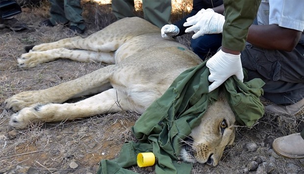 KWS team members fit a satellite radio collar to a tranquilized lioness named Nyalla