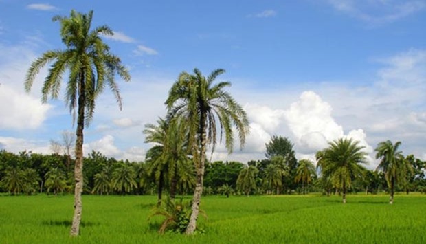 Bangladesh hopes to plant one million palm trees by June.