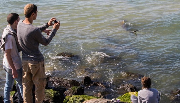 People taking photos of sharks in the Mediterranean sea off the Israeli coastal city of Hadera