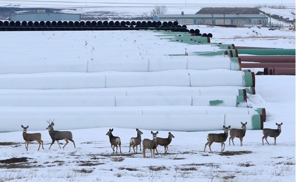 Deer roam in a depot used to store pipes for Transcanadau2019s planned Keystone XL oil pipeline in Gascoyne, North Dakota.