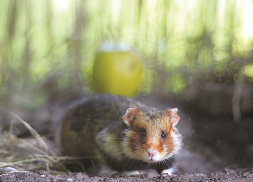 A Great Hamster of Alsace is seen at a breeding centre dedicated to the reintroduction of the specimen in Hunawihr, eastern France. The major consumption of maize leads to infanticide among the Great Hamster, a rodent threatened in Alsace, according to a recent study that highlights the u2018problems related to monocultureu2019, according to environmentalist.
