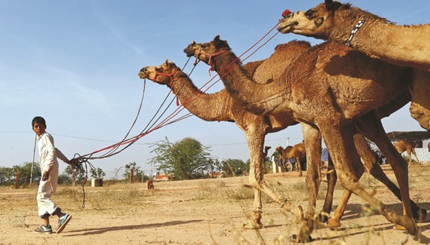 A boy arrives with his camels at the Nagaur cattle fair, where animals like camels, cows, horses and bulls are brought to be sold or traded, in Nagaur district of Rajasthan.