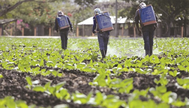 Workers spray tobacco plants on a farm near Esteli, a city some 150km from Managua.