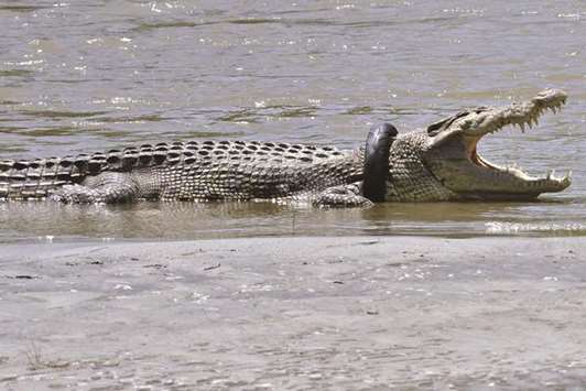 The saltwater crocodile with a tyre around its neck in the Palu river in Palu, Central Sulawesi, Indonesia.