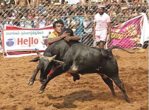 A villager attempts to control a bull during the annual bull-taming festival Jallikattu in Madurai yesterday.
