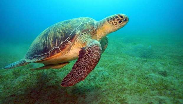 A Madagascar sea turtle