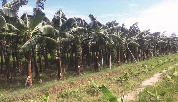 A banana farm located in Kanchanpur district.