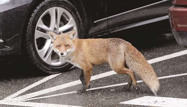 THRIVING: Foxes are reportedly thriving in British cities, but not everyone likes them.