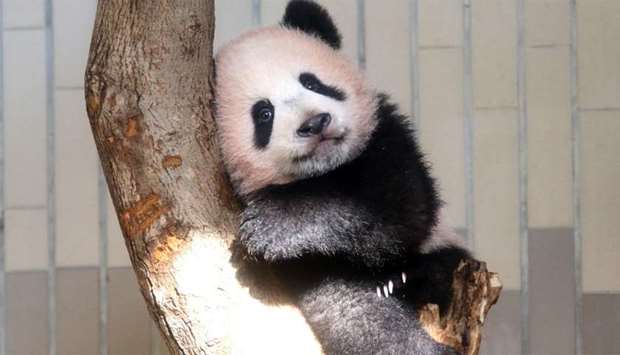 Baby panda Xiang Xiang playing at its enclosure at Ueno Zoo in Tokyo.