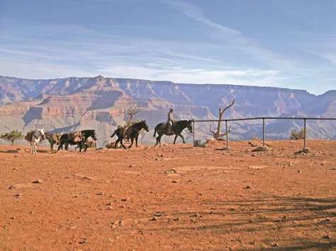 UNIQUE: Mules are a popular way for visitors to tour the Grand Canyon.