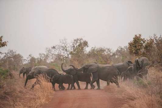 A herd of elephants crosses the road in Pendjari National Park near Tanguieta.