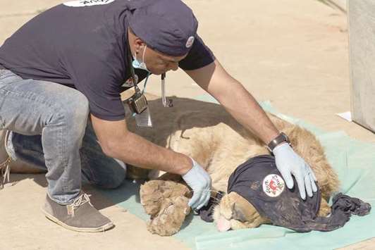 CHECK UP: Veterinarian Amir Khalil examines the lion Simba in February 2017 at the zoo in the war-torn Iraqi city of Mosul.