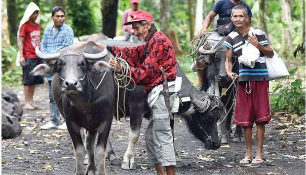 Farmers gathering their water buffalos and cows for inspection by government veterinarians, as livestock were affected by the ashfall from the eruption of Mayon volcano in Albay province.