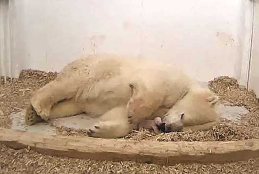 This handout file photo released on December 8, 2017 by Tierpark Berlin (Berlin zoo) and taken the day before shows polar bear mother Tonja with her newborn cub shortly after its birth in their enclosure.