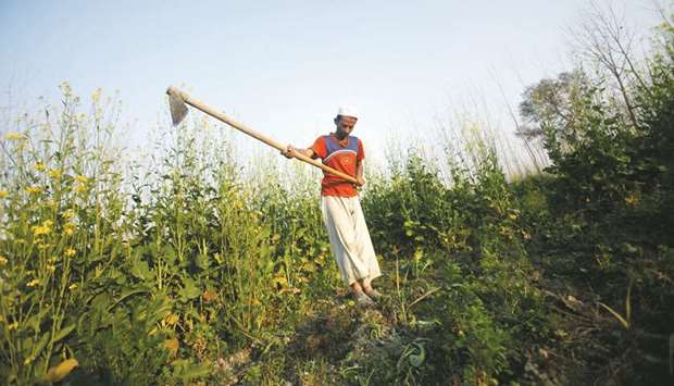 A farmer works in a field of mustard greens in Charsadda, 185km from Islamabad.