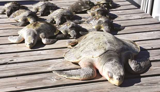 A group of cold-stunned turtles rest after being rescued following extreme cold weather on St Joseph Peninsula, Florida, in this picture obtained from social media.