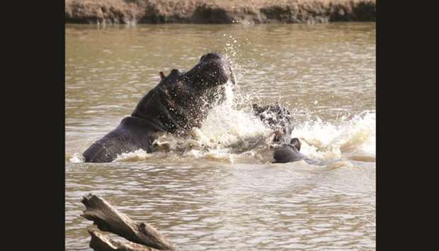 Hippos splash water in a river at the Mpala Research Centre in Laikipia County in central Kenya.