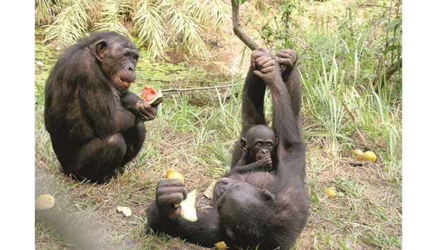 ENIGMATIC: Bonobos eat fruit at the Lola ya Bonoba orphans sanctuary outside Kinshasa, Congo. The sanctuary has 52 bonobos. The animals are the least known great apes and live only in the Democratic Republic of Congo.