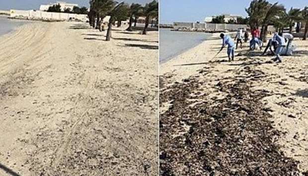 The beach after cleaning (L) and when cleaning started (R)
