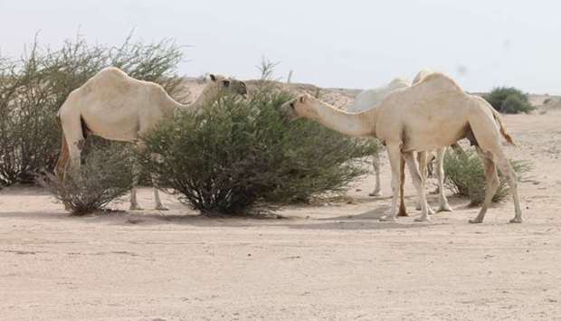 Last year the wildlife and environment protection patrols spotted various violations such as camels grazing in the wild areas.
