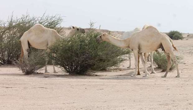 camel grazing