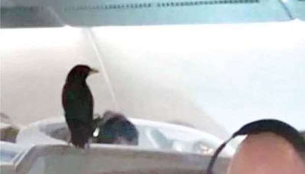 A video circulating on social media showed the bird perched on top of a headrest, about two hours before the flight was due to arrive in the British capital.