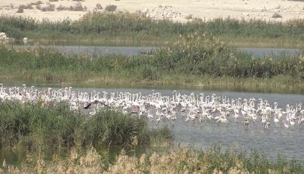HOPE: Flocks of flamingos before the work was initiated. Authorities expect to recreate a habitat for birds to live in the newly created TSE (treated sewage effluent) lagoons, this on a 73ha surface.