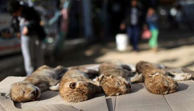 Bodies of four baby lion cubs that died in a zoo, are seen in the southern Gaza Strip