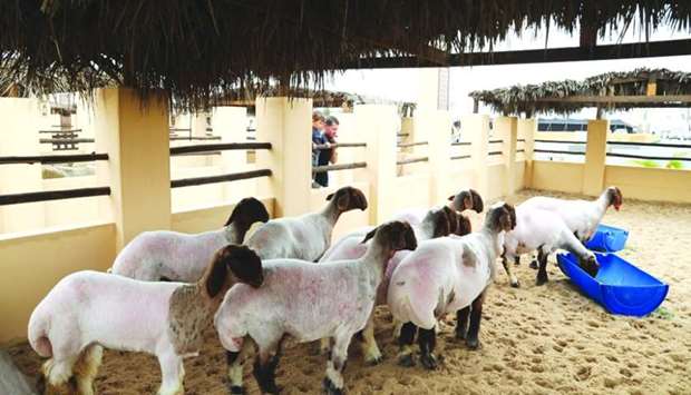 The festival specialises in the field of livestock heritage