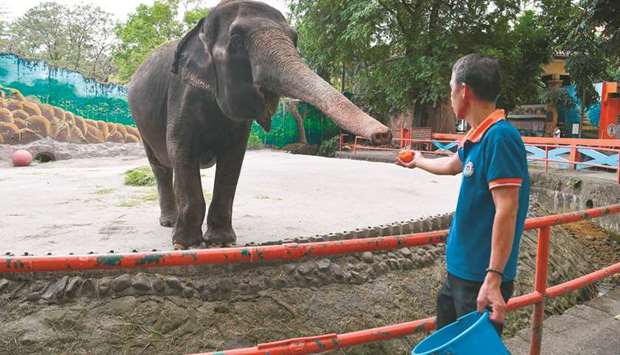 A worker feeds 44-year-old Mali, a Sri Lankan elephant, at the Manila Zoo, yesterday.