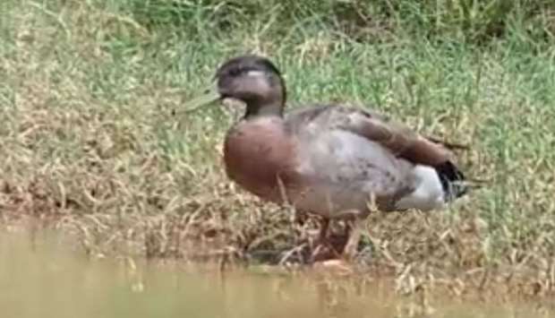 The celebrity duck found fame last year after a visiting journalist from New Zealand discovered that his makeshift home, near a puddle, was used for directions.