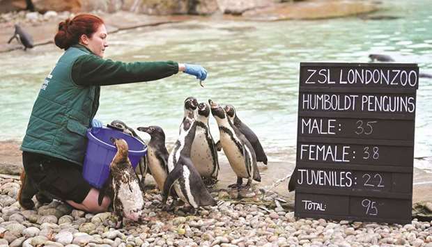 Zookeeper Sarah Ellerton-Baine feeds penguins during an event to publicise the annual stocktaking at London Zoo in London yesterday.