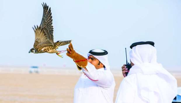 A falcon being launched during a competition