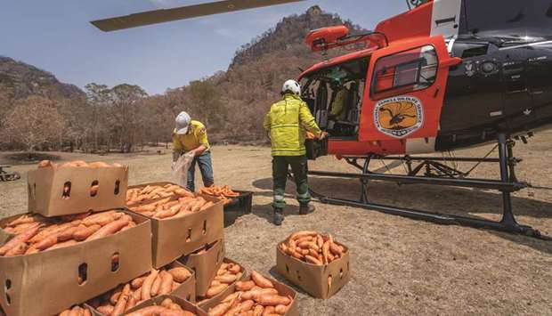 NSWu2019s National Parks and Wildlife Service staff prepare to air-drop sweet potatoes and carrots for animals in bushfire-stricken areas, in Newnes, Wollemi National Park, New South Wales, Australia.