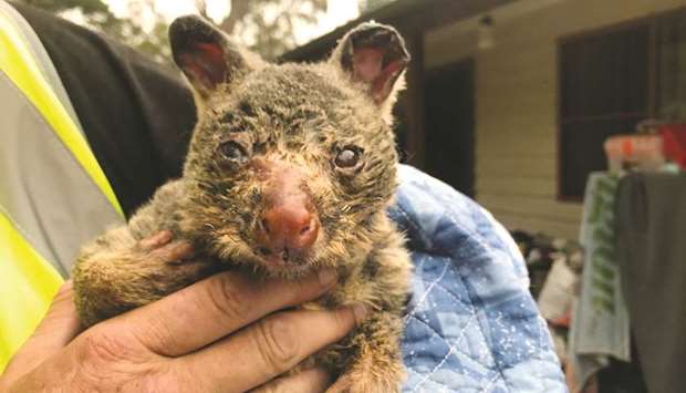 Wildlife Information, Rescue and Education Services (WIRES) volunteer and carer Tracy Burgess holds a severely burnt brushtail possum rescued from fires near Australiau2019s Blue Mountains, in a file photo.