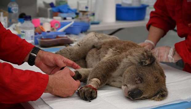 An injured Koala is being treated for burns by a vet at a makeshift field hospital at the Kangaroo Island Wildlife Park on Kangaroo Island