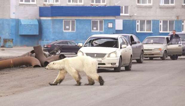 A stray polar bear is seen in the industrial city of Norilsk, Russia, in this  June 17, 2019, photograph. The famished polar bear wandered lost into a northern Russian city hundreds of miles from its Arctic habitat. It was taken to a zoo in the Siberian city of Krasnoyarsk for treatment. The climate crisis has been damaging polar bearsu2019 sea-ice habitats and forced them to scavenge more for food on land, bringing them into contact with people and inhabited areas.