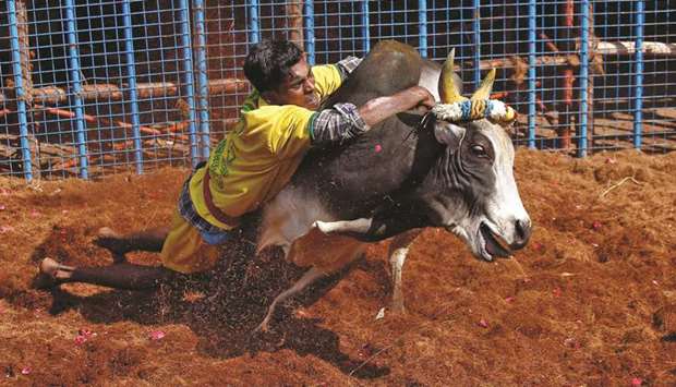 A villager tries to control a bull during a bull-taming festival on the outskirts of Madurai yesterday.