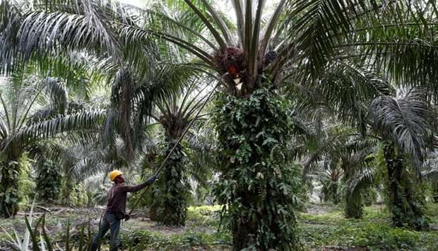 A worker collects palm oil fruits at a plantation in Bahau, Negeri Sembilan, Malaysia
