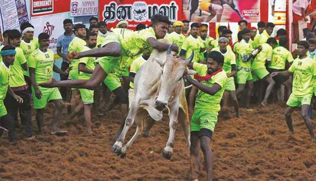 Villagers try to control a bull during a bull-taming festival, part of Tamil Naduu2019s harvest festival of Pongal, on the outskirts of Madurai town yesterday.